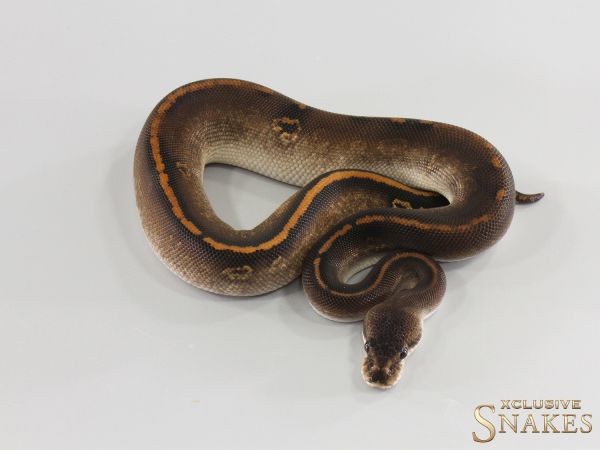 1.0 Cypress Wookie Black Pastel Gravel double het Hypo Clown 2026
