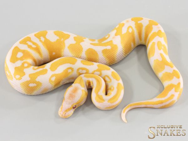 0.1 Lavender Albino double het Clown Piebald 2026