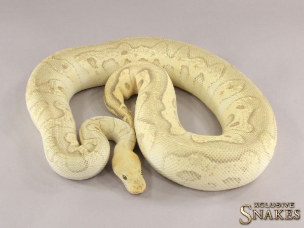 0.1 Mojave Super Pastel pos Vanilla Clown 2016 (1900, Follicle 14mm @01/2023)