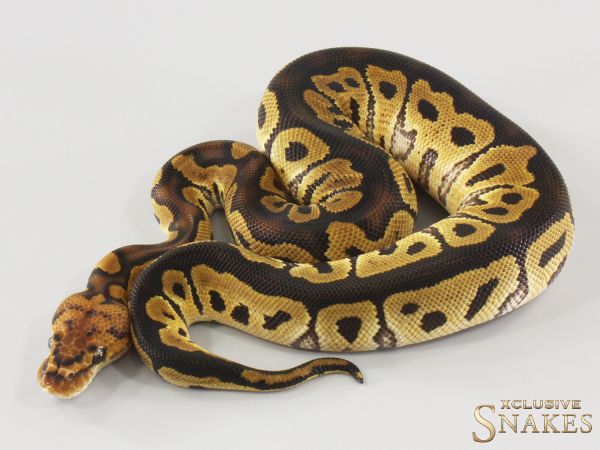 1.0 Clown double het Desert Ghost Hypo 2025