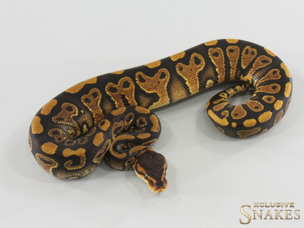 0.1 Wookie Gravel NR Mandarin het Clown 2026