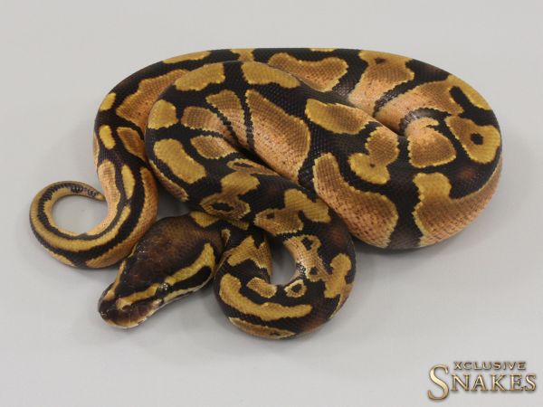 1.0 Enchi double het Lavender Albino Piebald 2023