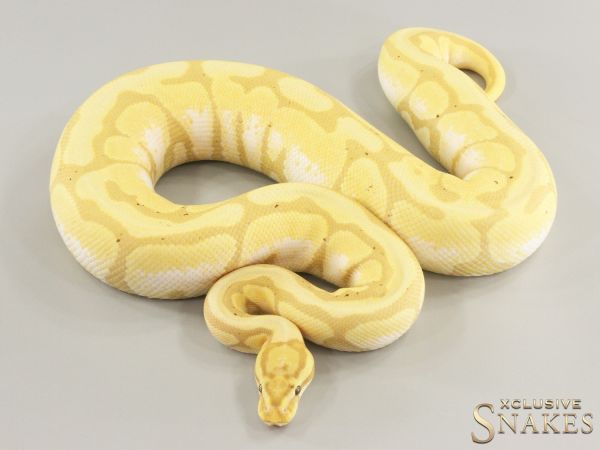 0.1 Banana Spotnose Enchi het Desert Ghost 2022 (1300g @03/2024)