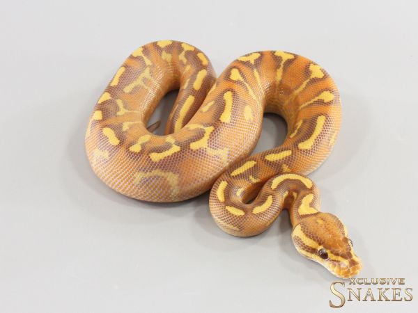 1.0 Enchi Super Gravel Ultramel het Clown 2026