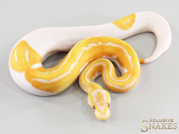 0.1 Copper Dreamsicle het Clown 2026