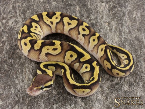 0.1 Pastel Mojave double het Desert Ghost Piebald 2022 (950g @10/2023)