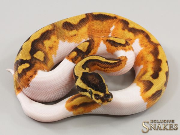 1.0 Enchi Gravel Piebald 2023