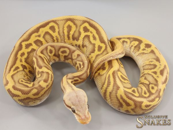 1.0 Pastel Leopard Gravel Wookie Ultramel het Clown 2023