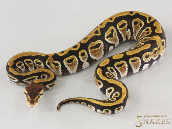 0.1 Cypress double het Hypo Clown 2025
