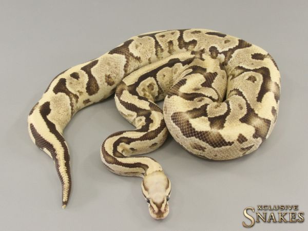 0.1 Super Vanilla het Clown 2020