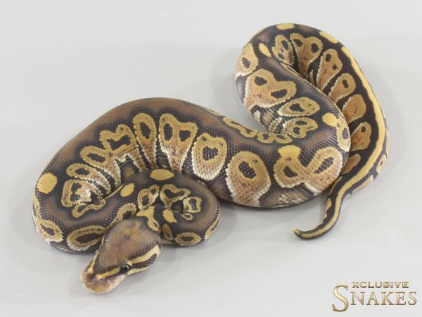 1.0 Het Red Axanthic Hypo double het Ultramel (A) Clown 2026