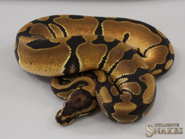 0.1 Triple het Candy Clown Piebald 2023