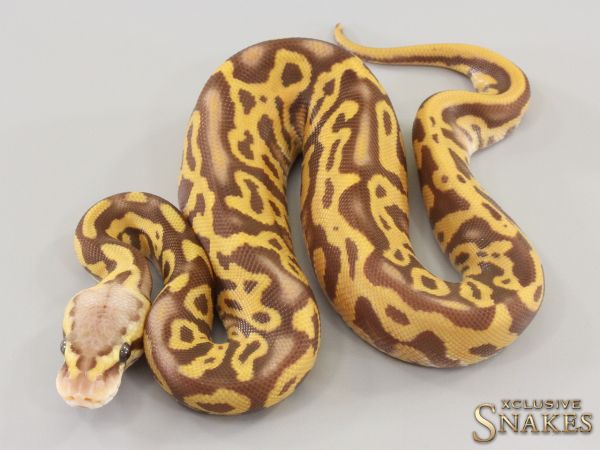 0.1 Pastel Leopard Ultramel het Clown 2023