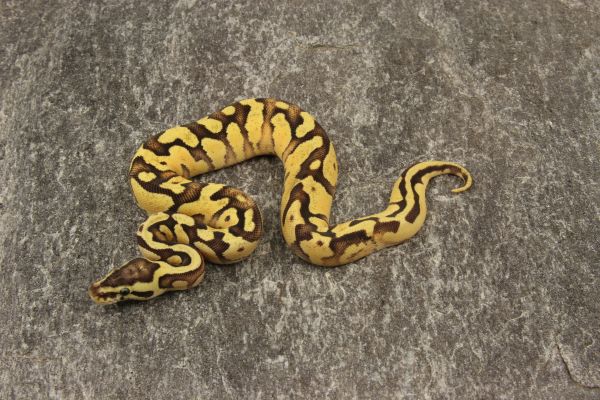 0.1 Enchi Firefly het Piebald 2019 (625g@02/21)