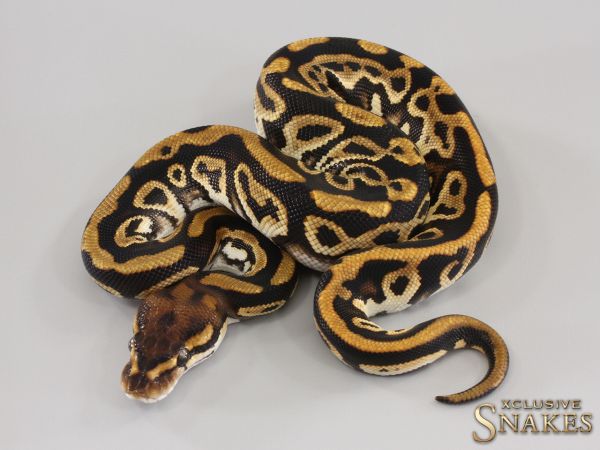 0.1 Cypress Leopard het Clown 2023