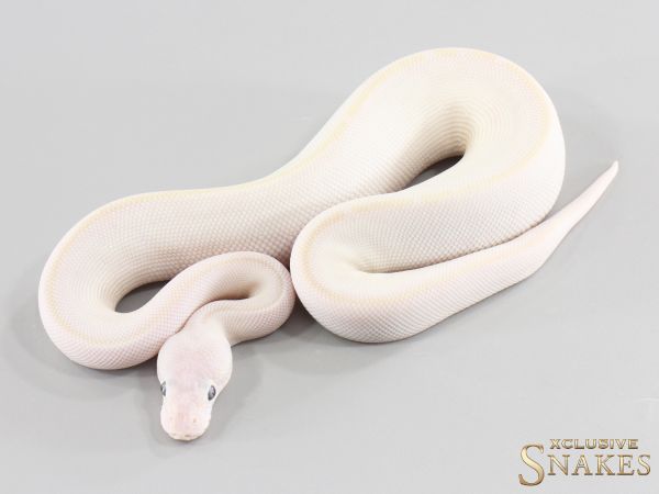 1.0 Mojave Mocha Hypo (BEL) 2026