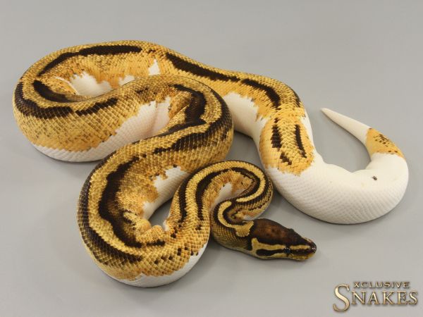 1.0 Orange Dream Yellow Belly Piebald het Clown 2021