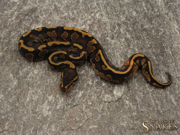 1.0 Copper Yellow Belly het Piebald 2019