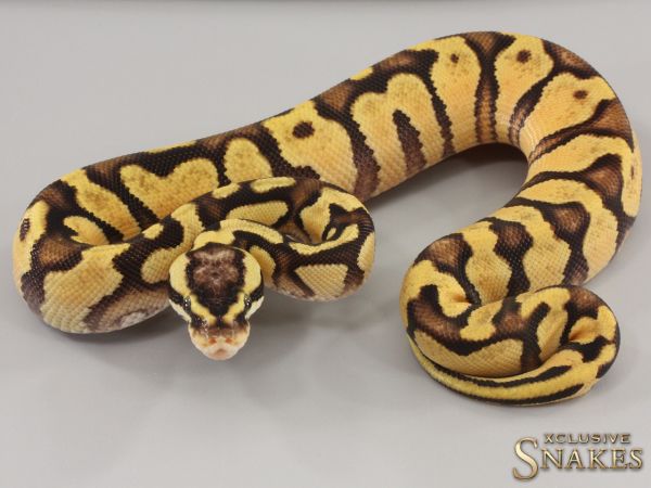 1.0 Pastel Enchi Gravel double het Ultramel Clown 2023