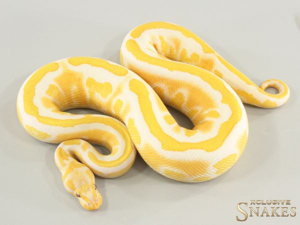 1.0 Copper Yellow Belly Lavender double het Clown Piebald 2025