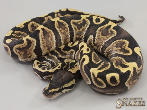 1.0 GHI Desert Ghost het Piebald 2023