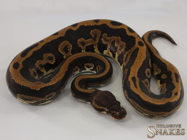 1.0 Leopard Copper double het Clown Piebald 2023