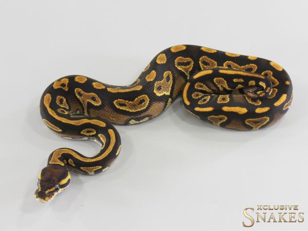 0.1 Black Head Gravel triple het Lavender Clown Piebald 2026