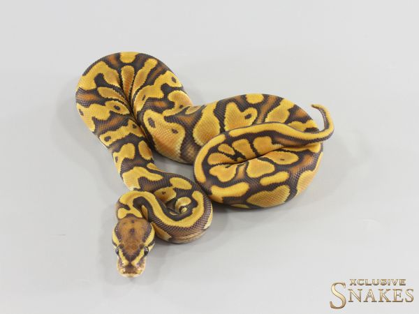 0.1 Enchi Orange Dream Hypo double het Clown Piebald 2026