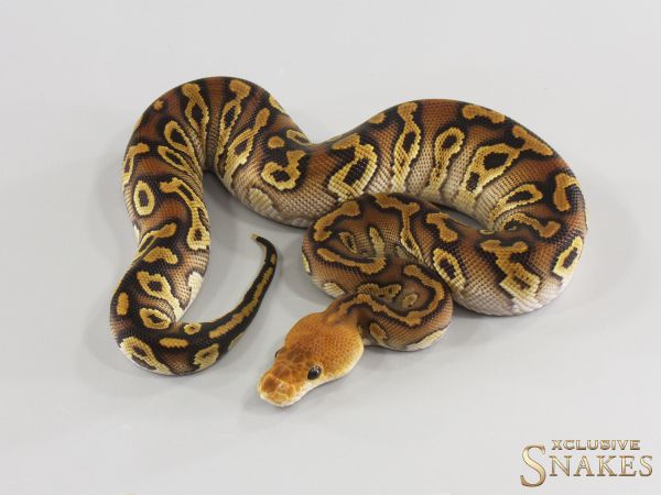 0.1 Cypress Clown het Ultramel 2026
