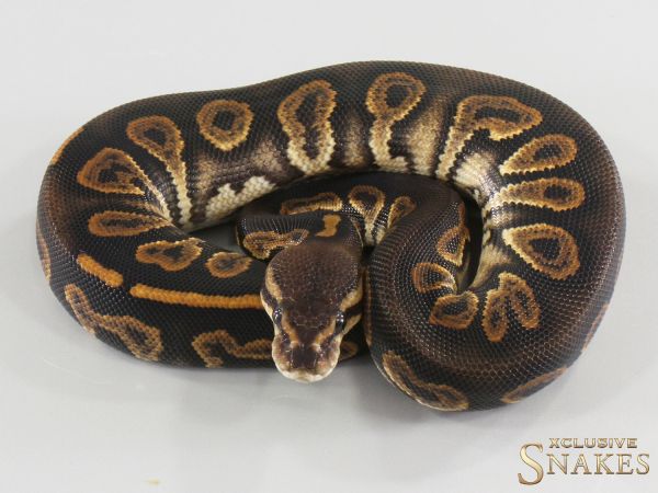 0.1 Black Pastel Chocolate double het Hypo Clown 2026