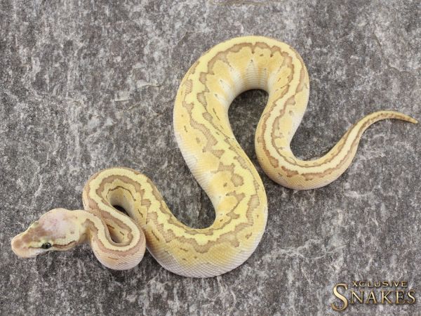 0.1 Pastel Lesser Pinstripe het Desert Ghost 2021