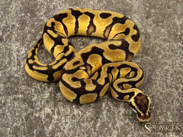 1.0 Pastel Enchi het Desert Ghost 2019