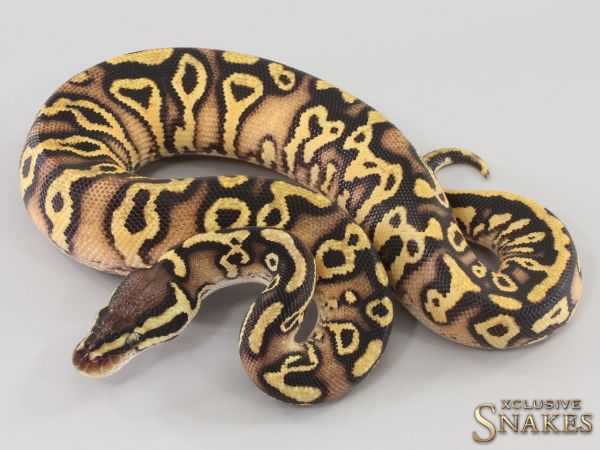 0.1 Firefly Orange Dream Trick double het Clown Piebald 2023