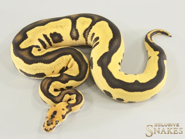 1.0 Leopard Desert Ghost Clown 2025