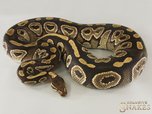 0.1 Mojave het Hypo 2018 (5kg 11/2025)