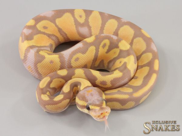 0.1 Banana Orange Dream Yellow Belly het Piebald 50% het Axanthic 2023