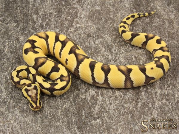 1.0 Pastel Enchi Desert Ghost 2019