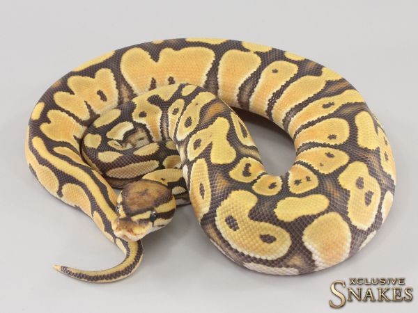 0.1 Orange Dream Hypo het Piebald 2023