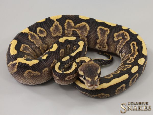 1.0 Copper GHI pos Special Desert Ghost het Piebald 2023