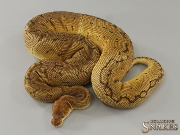 0.1 Pinstripe Black Pastel Clown 2022 (1040g @03/2024)