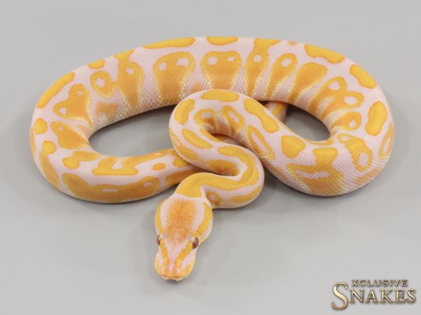 0.1 Lavender het Clown 2023