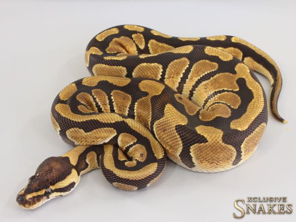 0.1 Enchi het Clown 2023