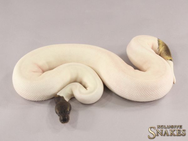 0.1 Pos Super GHI Mojave Piebald 2021 (1800g @03/2024)