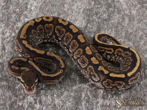 1.0 Black Pastel Yellow Belly / Gravel het Hypo 50% het Clown 2021