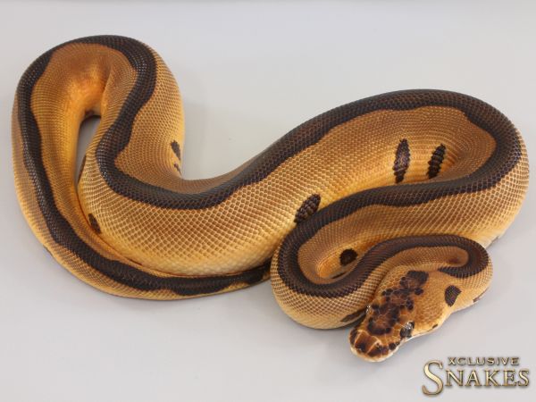 1.0 Enchi Leopard Black Pastel Clown double het Hypo Desert Ghost 2023