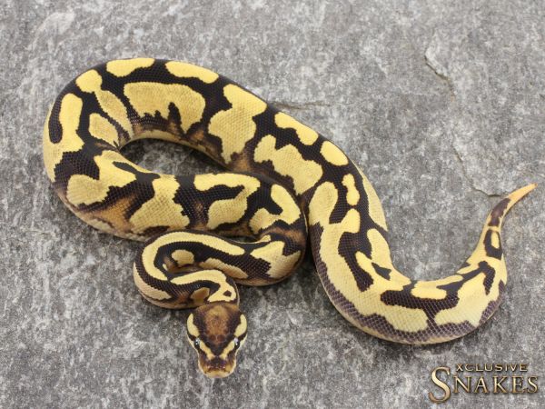 0.1 Fire Orange Dream Yellow Belly het Piebald 50% Axanthic 2021