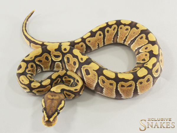 0.1 Hypo het Clown 2025