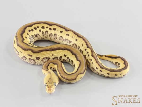 1.0 Orange Dream Mojave Leopard Pastel Clown het Piebald 2026