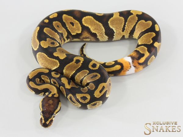 1.0 Gravel double het Lavender Sunset 50% het Piebald 2025
