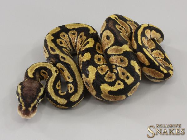 0.1 Pastel double het Hypo Desert Ghost 2023